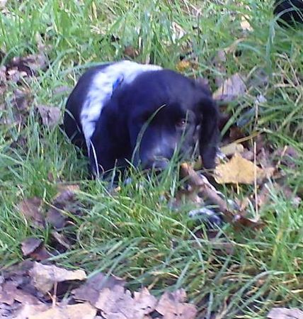 Grosser Münsterländer Hunde Foto 43203 Grosser Münsterländer
