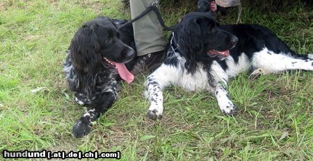 Grosser Münsterländer Hunde Foto 46281 Grosser Münsterländer Odin und Dark