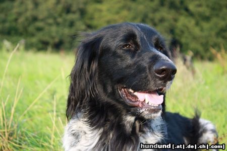 Grosser Münsterländer Hunde Foto 44883 in höherer Auflösung ansehen Grosser Münsterländer Josy 6 Jahre
