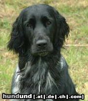 Grosser Münsterländer Hunde Foto 5131 Grosser Münsterländer Jagerreh Curtis