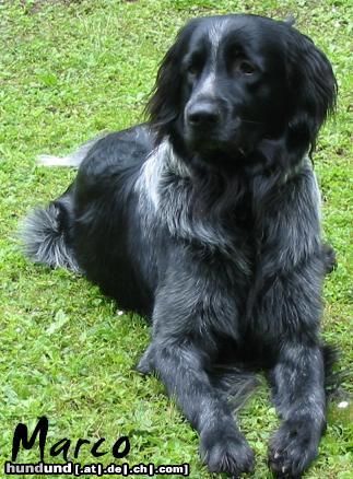 Grosser Münsterländer Hunde Foto 16585 in höherer Auflösung ansehen Grosser Münsterländer