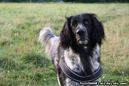 Grosser Münsterländer Josy 6 Jahre 