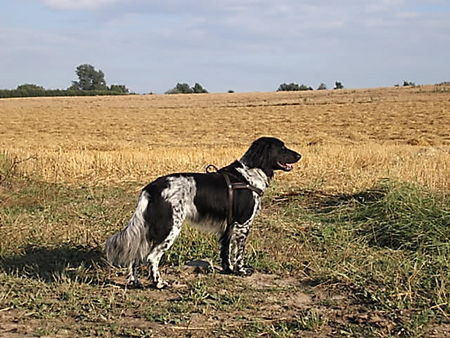 Grosser Münsterländer Hunde Foto 40904 Grosser Münsterländer Josy