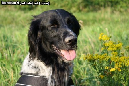Grosser Münsterländer Hunde Foto 44885 in höherer Auflösung ansehen Grosser Münsterländer Josy 6 Jahre
