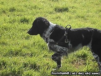 Grosser Münsterländer Hunde Foto 22408 in höherer Auflösung ansehen Grosser Münsterländer