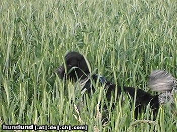 Grosser Münsterländer Hunde Foto 22410 in höherer Auflösung ansehen Grosser Münsterländer