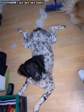 Grosser Münsterländer Hunde Foto 11635 Grosser Münsterländer Nemo der Frosch