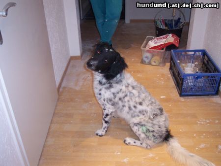 Grosser Münsterländer Hunde Foto 11636 Grosser Münsterländer Nemo nachdem Renovieren