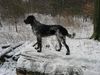 Grosser Münsterländer Foto: Unsere GM Hündin Gina in ihrem Element (ID 8654) Grosser Münsterländer Hund