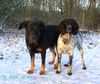 Grosser Münsterländer Foto: Chavah mit Syrun (ID 45375) Grosser Münsterländer Hund