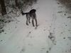 Grosser Münsterländer Foto: leika im schnee (ID 36926) Grosser Münsterländer Hund