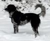 Grosser Münsterländer Foto: Josy in ihrem Element (ID 12183) Grosser Münsterländer Hund