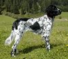 Grosser Münsterländer Foto: Maxl (Elsa von der Langen Weide), 2,5 Jahre alte Hündin (ID 4767) Grosser Münsterländer Hund