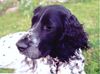 Grosser Münsterländer Foto: Unsere Große Münsterländerin Maxi (ID 2218) Grosser Münsterländer Hund