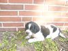 Grosser Münsterländer Foto: Das ist Sam, 5 Wochen alt (ID 41519) Grosser Münsterländer Hund