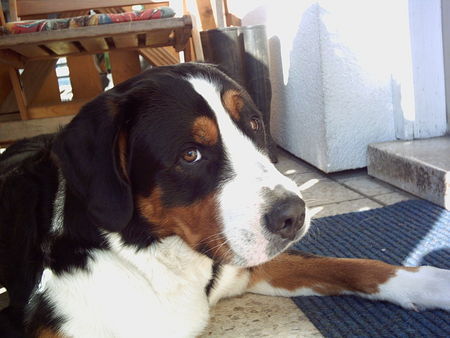 Grosser Schweizer Sennenhund Hunde Foto 35273 Grosser Schweizer Sennenhund Der stolze Papa Charly