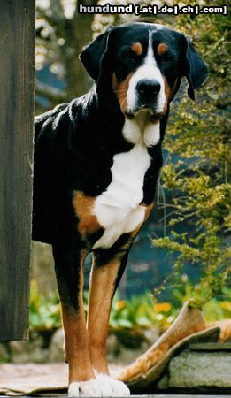 Grosser Schweizer Sennenhund Hunde Foto 4383 Grosser Schweizer Sennenhund Thijs van de Samaika