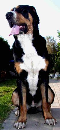 Grosser Schweizer Sennenhund Hunde Foto 42918 in höherer Auflösung ansehen Grosser Schweizer Sennenhund Großer Schweizer Sennenhund