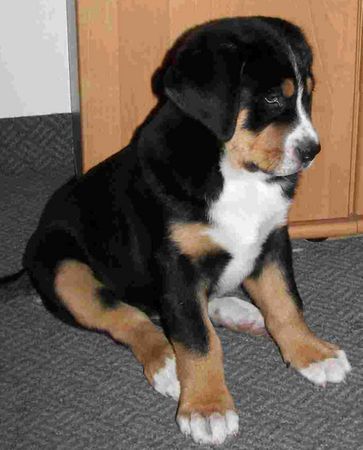 Grosser Schweizer Sennenhund Hunde Foto 37404 Grosser Schweizer Sennenhund 8 wochen