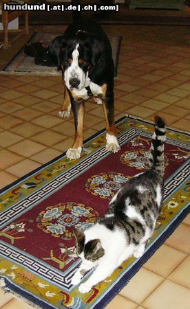 Grosser Schweizer Sennenhund Hunde Foto 10447 Grosser Schweizer Sennenhund Leo und Kater Mikesch