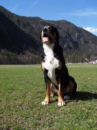 Grosser Schweizer Sennenhund Hunde Foto 42704 in höherer Auflösung ansehen Grosser Schweizer Sennenhund