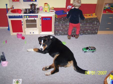 Grosser Schweizer Sennenhund Hunde Foto 36471 in höherer Auflösung ansehen Grosser Schweizer Sennenhund Wo bleibt mein Frühstück?