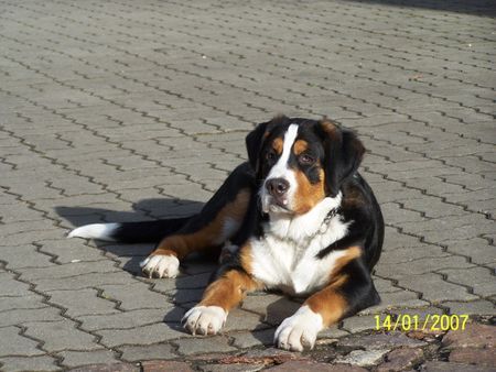 Grosser Schweizer Sennenhund Hunde Foto 36400 in höherer Auflösung ansehen Grosser Schweizer Sennenhund Balou grüßt seine Eltern u. Geschwister