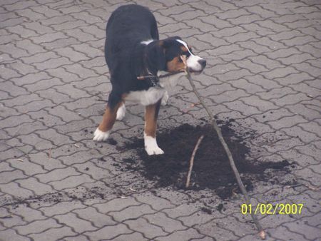 Grosser Schweizer Sennenhund Hunde Foto 37060 in höherer Auflösung ansehen Grosser Schweizer Sennenhund Balou und Dummheiten........niemals