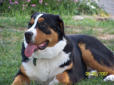 Grosser Schweizer Sennenhund Hunde Foto 38112 in höherer Auflösung ansehen Grosser Schweizer Sennenhund Balou