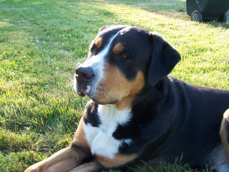 Grosser Schweizer Sennenhund Hunde Foto 35253 in höherer Auflösung ansehen Grosser Schweizer Sennenhund Mister Q von den Gänsewiesen