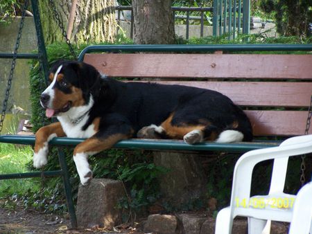 Grosser Schweizer Sennenhund Hunde Foto 39302 in höherer Auflösung ansehen Grosser Schweizer Sennenhund Mein Haus...........Meine Schaukel...usw.