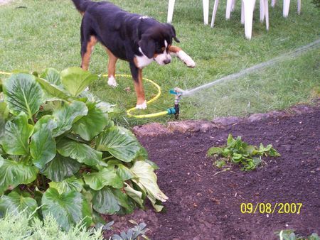 Grosser Schweizer Sennenhund Hunde Foto 39292 in höherer Auflösung ansehen Grosser Schweizer Sennenhund Balou grüsst alle seine Geschwister u.Eltern