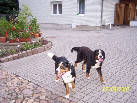Grosser Schweizer Sennenhund Hunde Foto 40865 in höherer Auflösung ansehen Grosser Schweizer Sennenhund Balou u. Asco