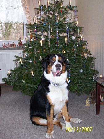 Grosser Schweizer Sennenhund Hunde Foto 40686 in höherer Auflösung ansehen Grosser Schweizer Sennenhund Balou wünscht seinen Eltern u. Geschwistern einen besinnlichen Jahresausklang u. einen guten Rutsch ins neue Jahr