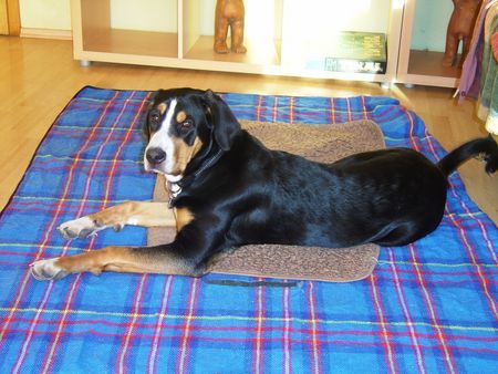Grosser Schweizer Sennenhund Cleo 7 Monate