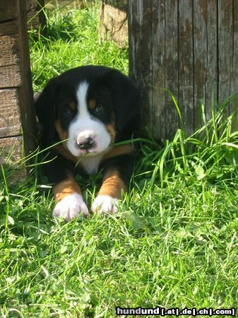 Grosser Schweizer Sennenhund Cezar