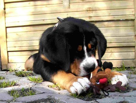 Grosser Schweizer Sennenhund Hunde Foto 37870 Grosser Schweizer Sennenhund