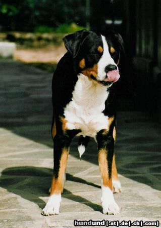 Grosser Schweizer Sennenhund Hunde Foto 4382 Grosser Schweizer Sennenhund Bram van de Bonnebelle