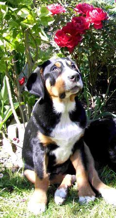 Grosser Schweizer Sennenhund Hunde Foto 38034 Grosser Schweizer Sennenhund 15 wo.