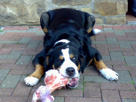 Grosser Schweizer Sennenhund Hunde Foto 42589 in höherer Auflösung ansehen Grosser Schweizer Sennenhund den geb ich aber ungern ab!!!