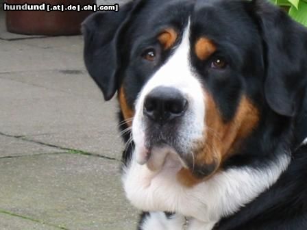 Grosser Schweizer Sennenhund Hunde Foto 20091 in höherer Auflösung ansehen Grosser Schweizer Sennenhund Dumbledore