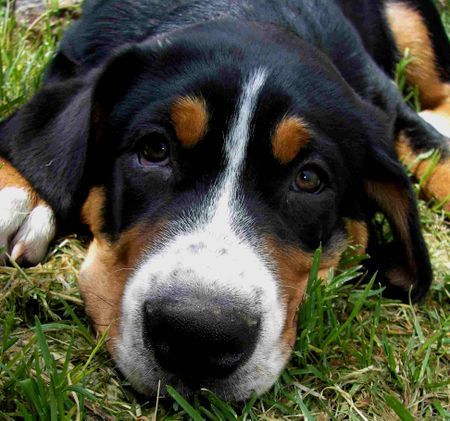Grosser Schweizer Sennenhund Hunde Foto 38126 Grosser Schweizer Sennenhund 16 wochen