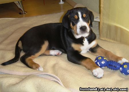 Grosser Schweizer Sennenhund Hunde Foto 26003 in höherer Auflösung ansehen Grosser Schweizer Sennenhund Cleo mit 9 Wochen