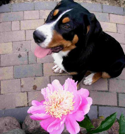 Grosser Schweizer Sennenhund Hunde Foto 38383 Grosser Schweizer Sennenhund 18 wochen