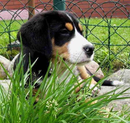 Grosser Schweizer Sennenhund Hunde Foto 39437 Grosser Schweizer Sennenhund