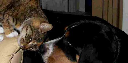 Grosser Schweizer Sennenhund Hunde Foto 38633 Grosser Schweizer Sennenhund 19 wo