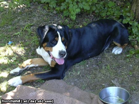 Grosser Schweizer Sennenhund Hunde Foto 23012 Grosser Schweizer Sennenhund Bommel knapp 16 Monate alt