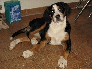 Grosser Schweizer Sennenhund Hunde Foto 35472 Grosser Schweizer Sennenhund Maja, 15 Wochen, grüßt ihre Geschwister Floyd u. Maddox und ihre Eltern Sanny u. Charlie auf dieser Seite!!!