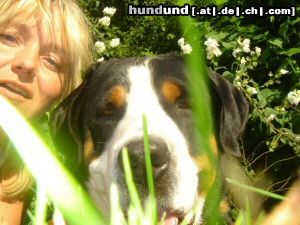 Grosser Schweizer Sennenhund Hunde Foto 22973 Grosser Schweizer Sennenhund 2 dogfaces ;0)