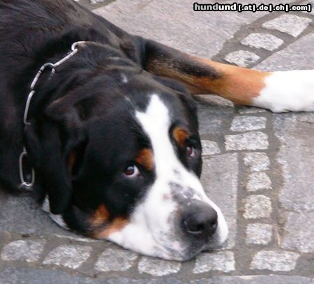 Grosser Schweizer Sennenhund Hunde Foto 21992 in höherer Auflösung ansehen Grosser Schweizer Sennenhund Leo 2,5 Jahre